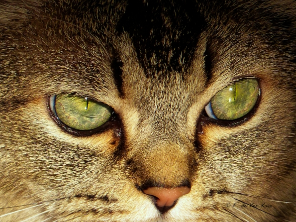 Golden Bibi in the sun